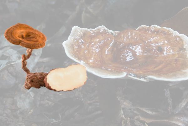 Tiger Milk Mushroom at glance – Local Treasures for Your Respiratory Distress